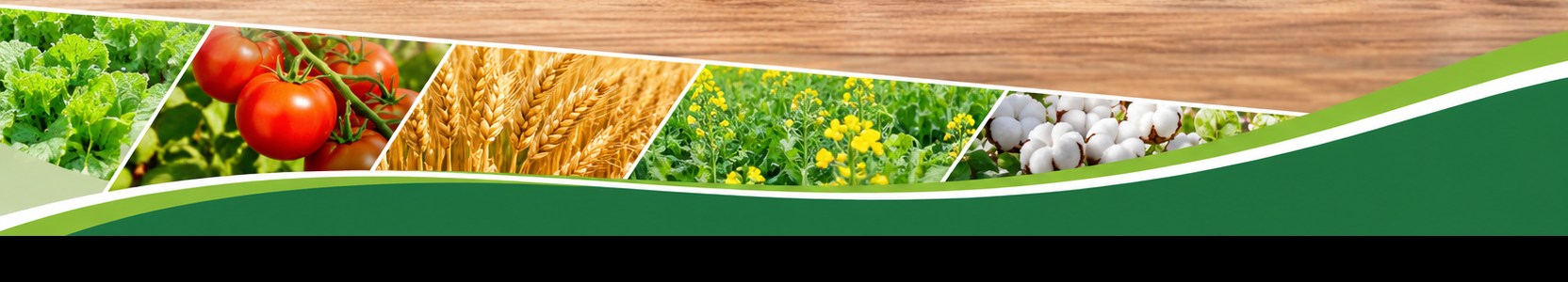 Agricultural crops and farm field